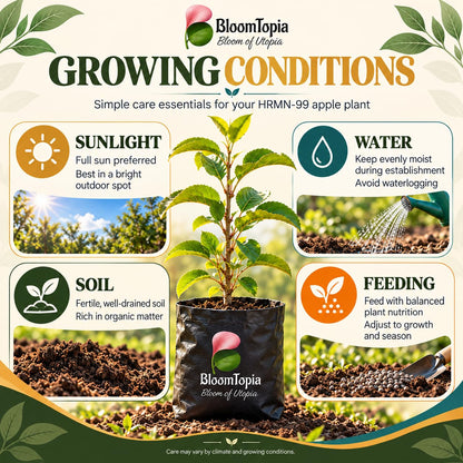 Sunlight, water, soil and feeding guide for HRMN-99 Hariman Apple.