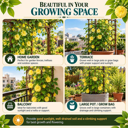 Illustrated growing locations for Yellow Aparajita.