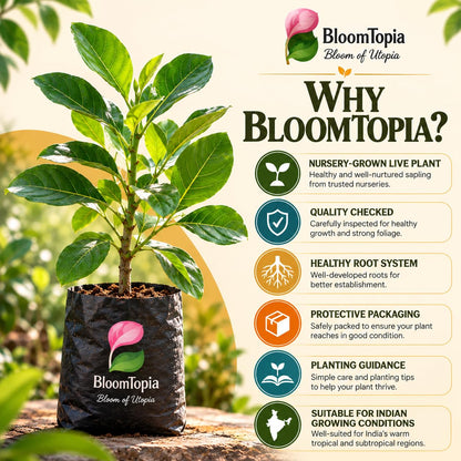 BloomTopia plant-handling and brand-information panel featuring Thai All-Time Jackfruit.