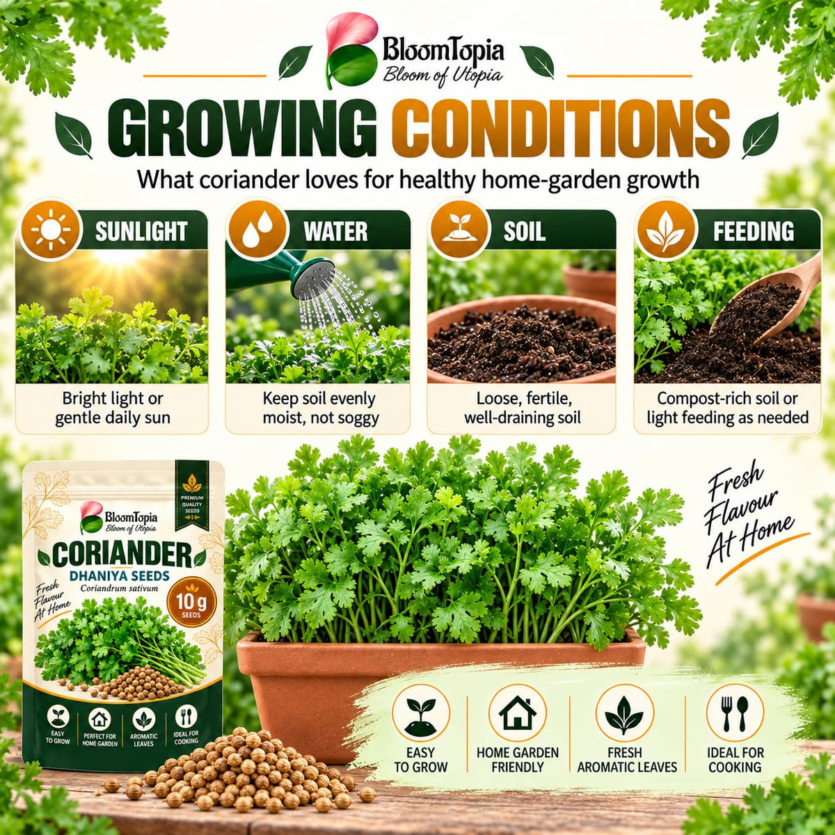 Coriander sunlight, moisture, soil and feeding guide.