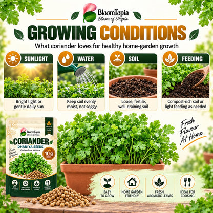 Coriander sunlight, moisture, soil and feeding guide.