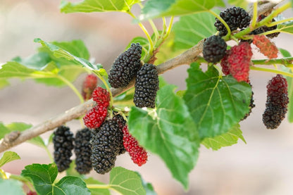 Mulberries at different ripening stages.