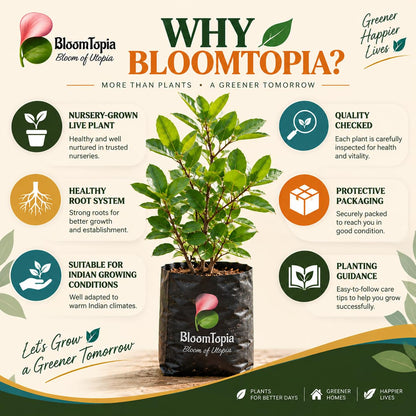 BloomTopia plant-handling and brand-information panel featuring Karonda Fruit Plant (Carissa carandas).