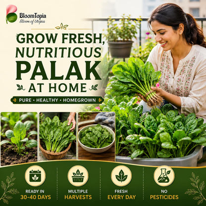 Home gardener harvesting palak spinach.