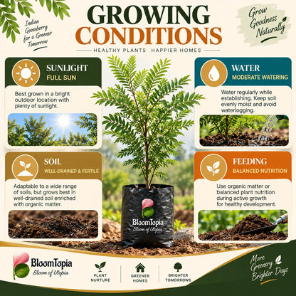 Sunlight, water, soil and feeding guide for Hybrid Amla Indian Gooseberry.