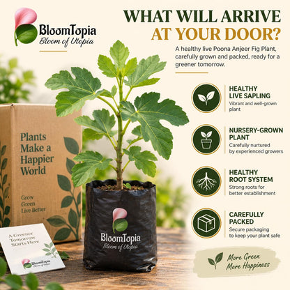 Illustrated plant, root close-ups and pack-presentation panel for Poona Anjeer Fig.