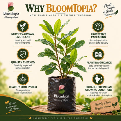 BloomTopia plant-handling and brand-information panel featuring Macadamia Nut.