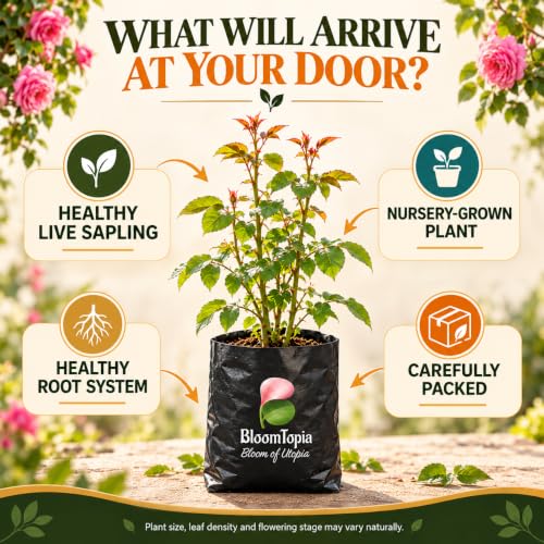 Illustrated plant, root close-ups and pack-presentation panel for Pure Pink Climbing Rose.