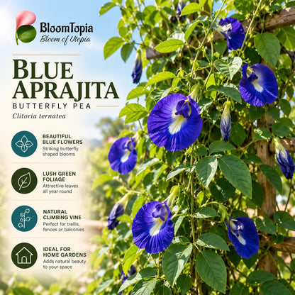 Illustration of mature Blue Aparajita features with variety callouts.