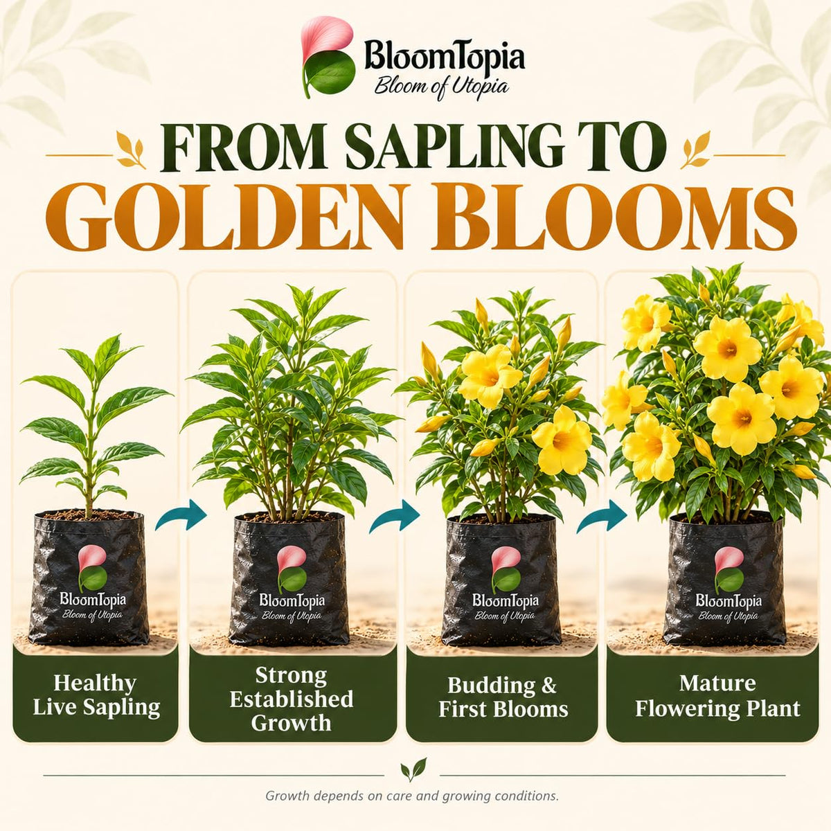Illustrated growth stages for Allamanda Golden Trumpet, from young plant to mature growth.