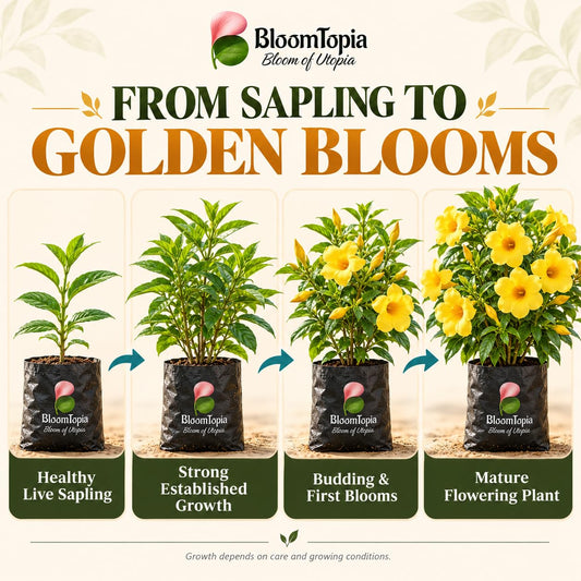 Illustrated growth stages for Allamanda Golden Trumpet, from young plant to mature growth.