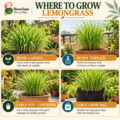 Illustrated growing locations for Lemongrass.
