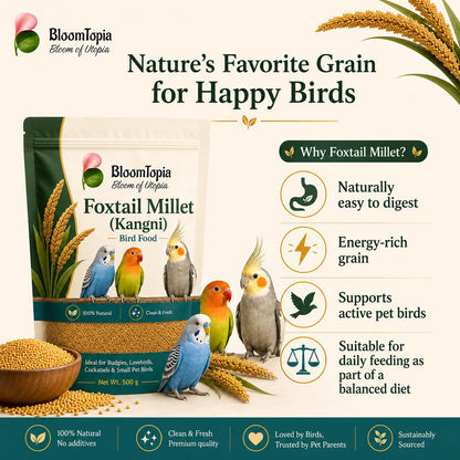 Foxtail millet grains and bird feeding information panel.