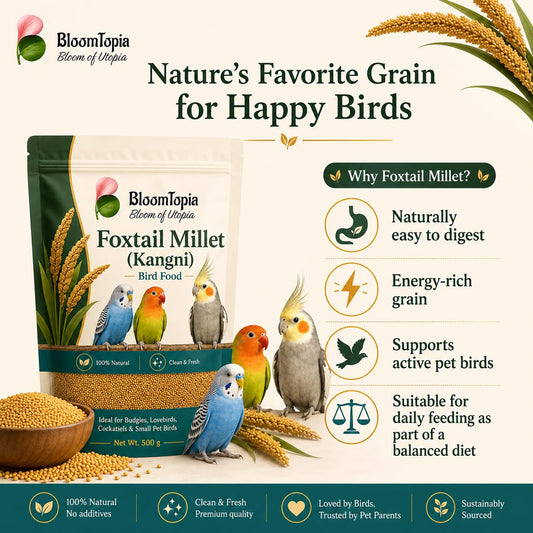 Foxtail millet grains and bird feeding information panel.
