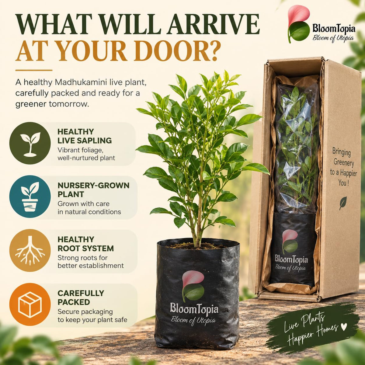 Illustrated plant, root close-ups and pack-presentation panel for Madhukamini Fragrant.