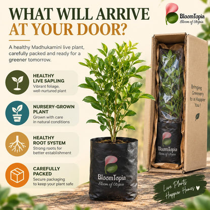Illustrated plant, root close-ups and pack-presentation panel for Madhukamini Fragrant.