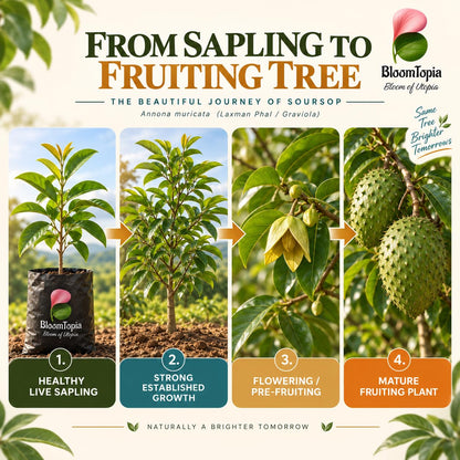 Illustrated growth stages for Soursop, from young plant to mature growth.