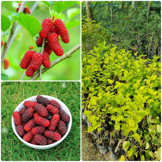 Mulberry fruit and nursery plant collage.