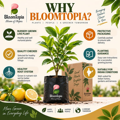 BloomTopia plant-handling and brand-information panel featuring Kolkata Pati Lebu Lemon.