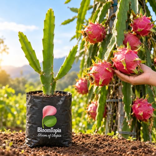 Illustration comparing young Pink Dragon Fruit nursery growth with a mature plant.