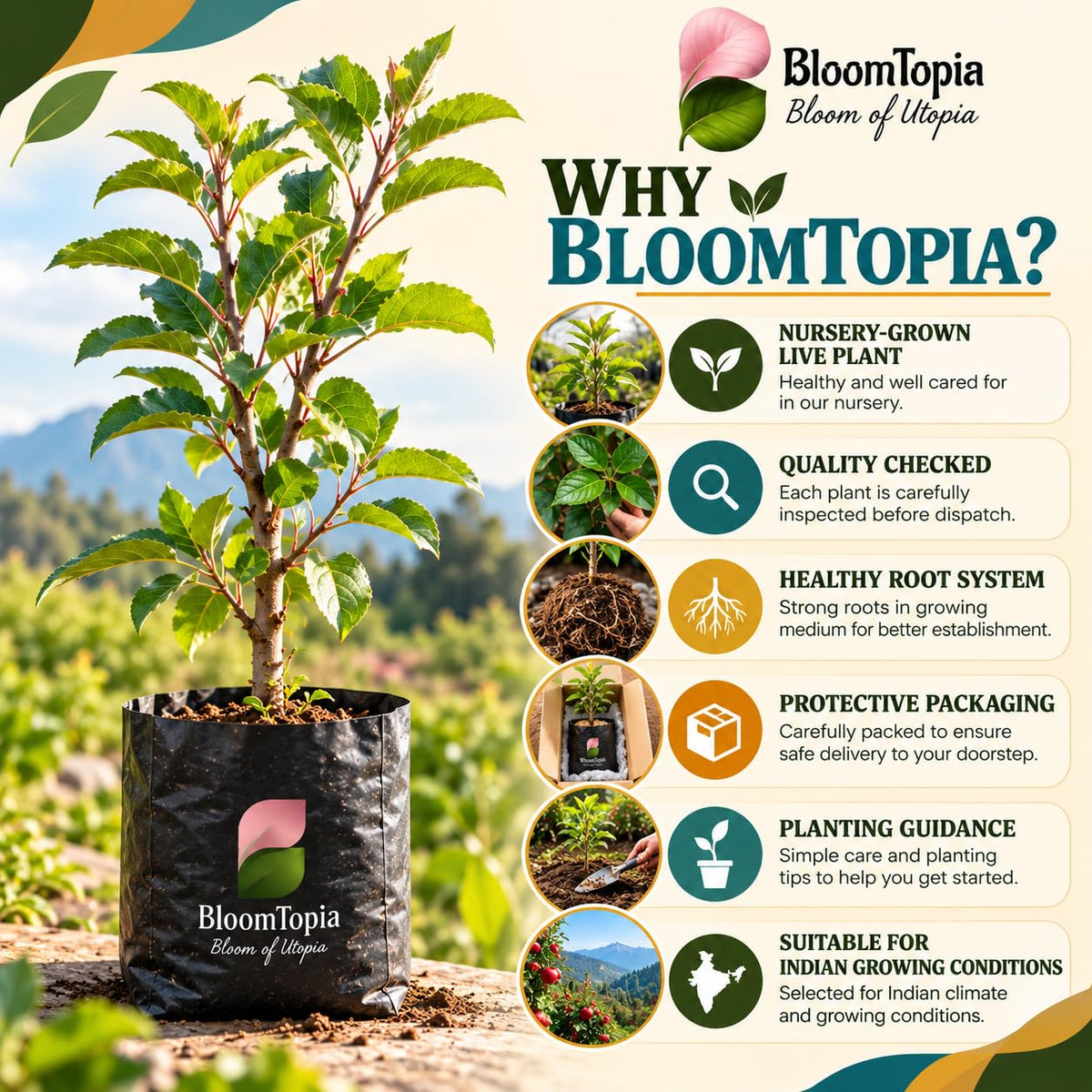 BloomTopia plant-handling and brand-information panel featuring Kashmiri Apple.