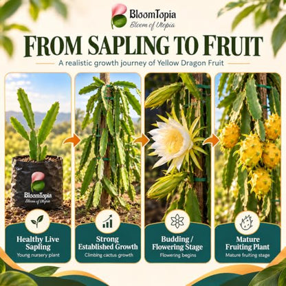 Illustrated growth stages for Yellow Dragon Fruit, from young plant to mature growth.