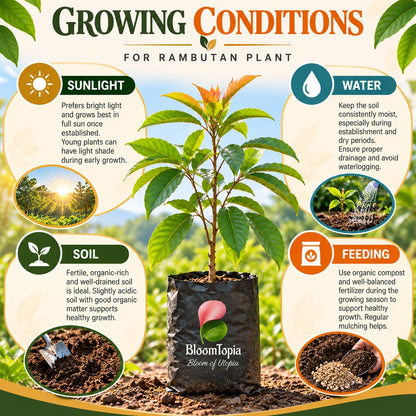 rambutan sunlight, water, soil and feeding guide.