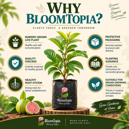 BloomTopia plant-handling and brand-information panel featuring Red Diamond Guava.