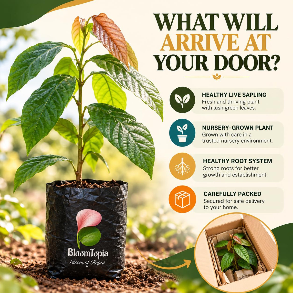 Illustrated plant, root close-ups and pack-presentation panel for Cocoa.