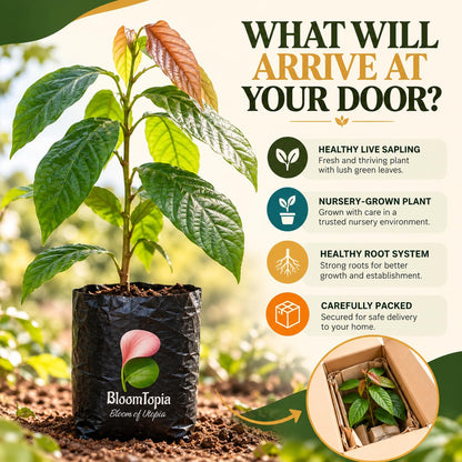 Illustrated plant, root close-ups and pack-presentation panel for Cocoa.