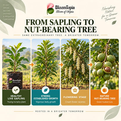 Illustrated growth stages for Macadamia Nut, from young plant to mature growth.