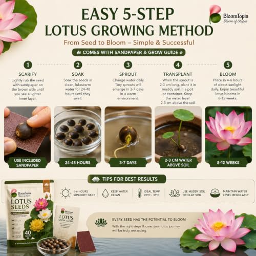 Five-step lotus seed-preparation and water-growing guide.