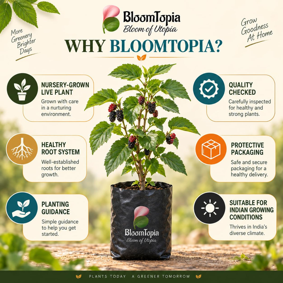 BloomTopia plant-handling and brand-information panel featuring Black Mulberry Shahtoot.