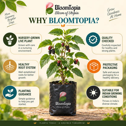 BloomTopia plant-handling and brand-information panel featuring Black Mulberry Shahtoot.