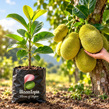 Illustration comparing young Thai All-Time Jackfruit nursery growth with a mature plant.
