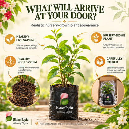 Illustrated plant, root close-ups and pack-presentation panel for Double Petal Madhumalti Rangoon Creeper.