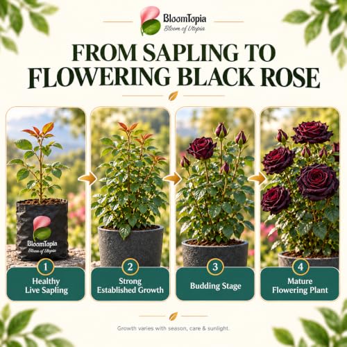 Illustrated growth stages for Dark Burgundy Rose, from young plant to mature growth.