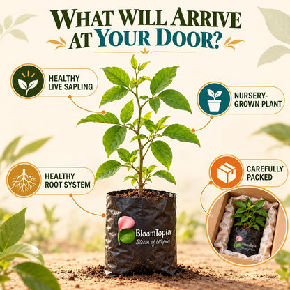 Illustrated plant, root close-ups and pack-presentation panel for Mishti Bel.