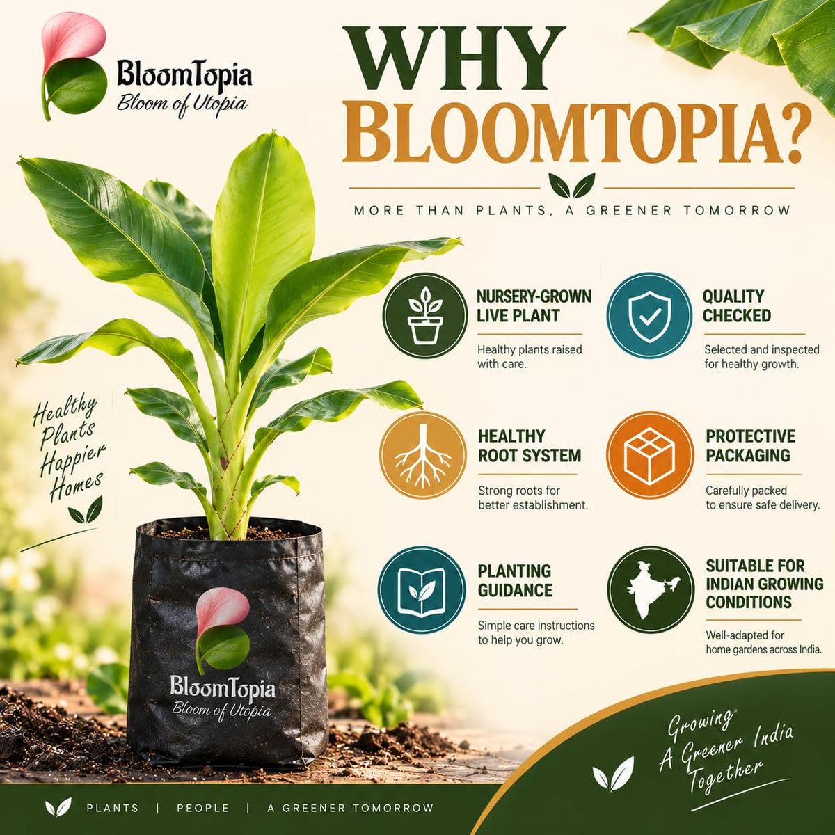 BloomTopia plant-handling and brand-information panel featuring Dwarf Banana.