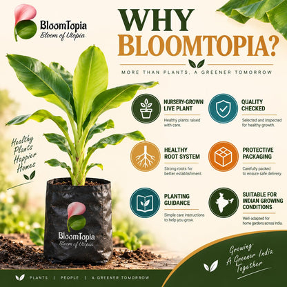 BloomTopia plant-handling and brand-information panel featuring Dwarf Banana.