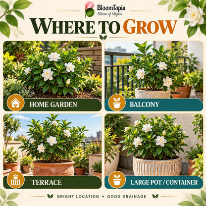 Illustrated growing locations for Gandharaj Gardenia.