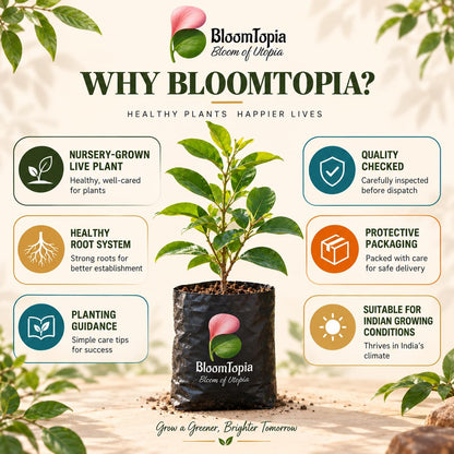 BloomTopia plant-handling and brand-information panel featuring Barbados Cherry.