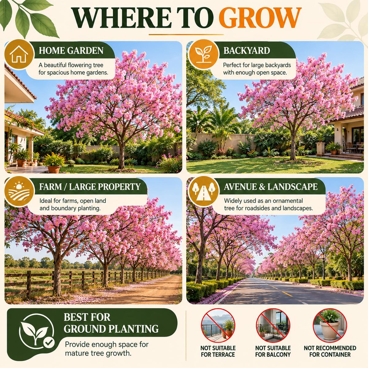 Illustrated growing locations for Tabebuia Rosea Pink Trumpet Tree.