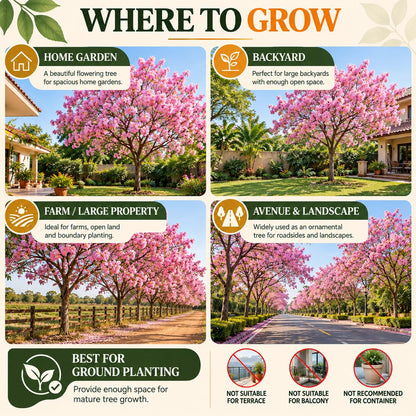 Illustrated growing locations for Tabebuia Rosea Pink Trumpet Tree.