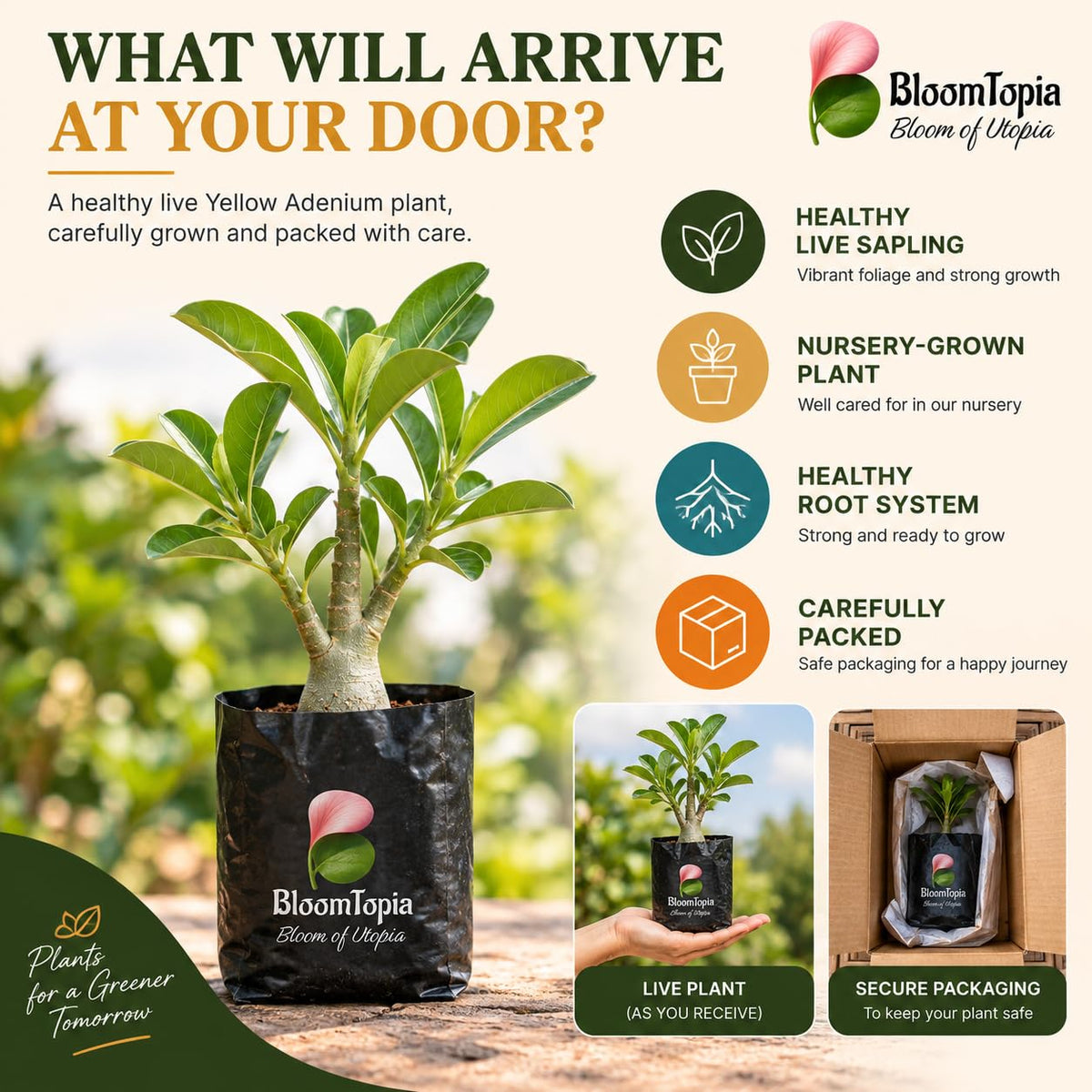 Illustrated plant, root close-ups and pack-presentation panel for Yellow Adenium Desert Rose Bonsai.