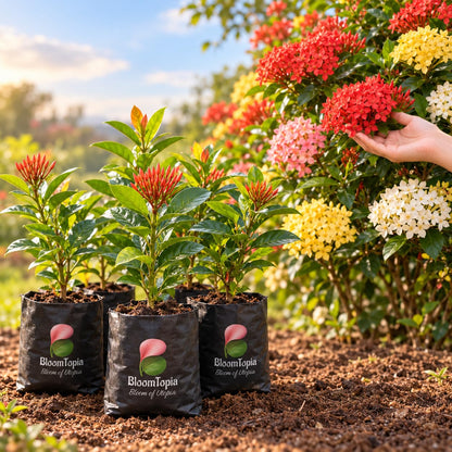 Illustration comparing young Ixora Rangan Flowering nursery growth with a mature plant.
