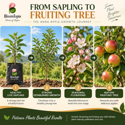 Illustrated growth stages for Anna Apple, from young plant to mature growth.