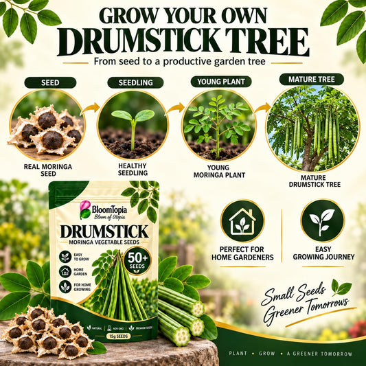 Illustrated moringa tree, foliage and drumstick pods.