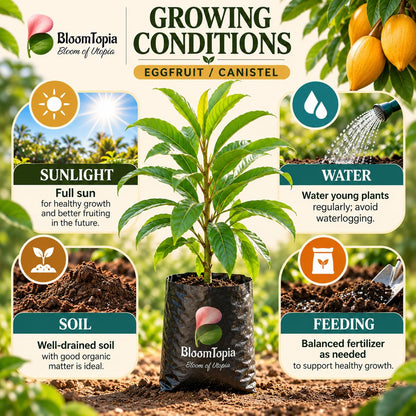 Sunlight, water, soil and feeding guide for Egg Fruit Canistel.