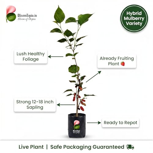 Young mulberry plant illustration with foliage and root callouts.